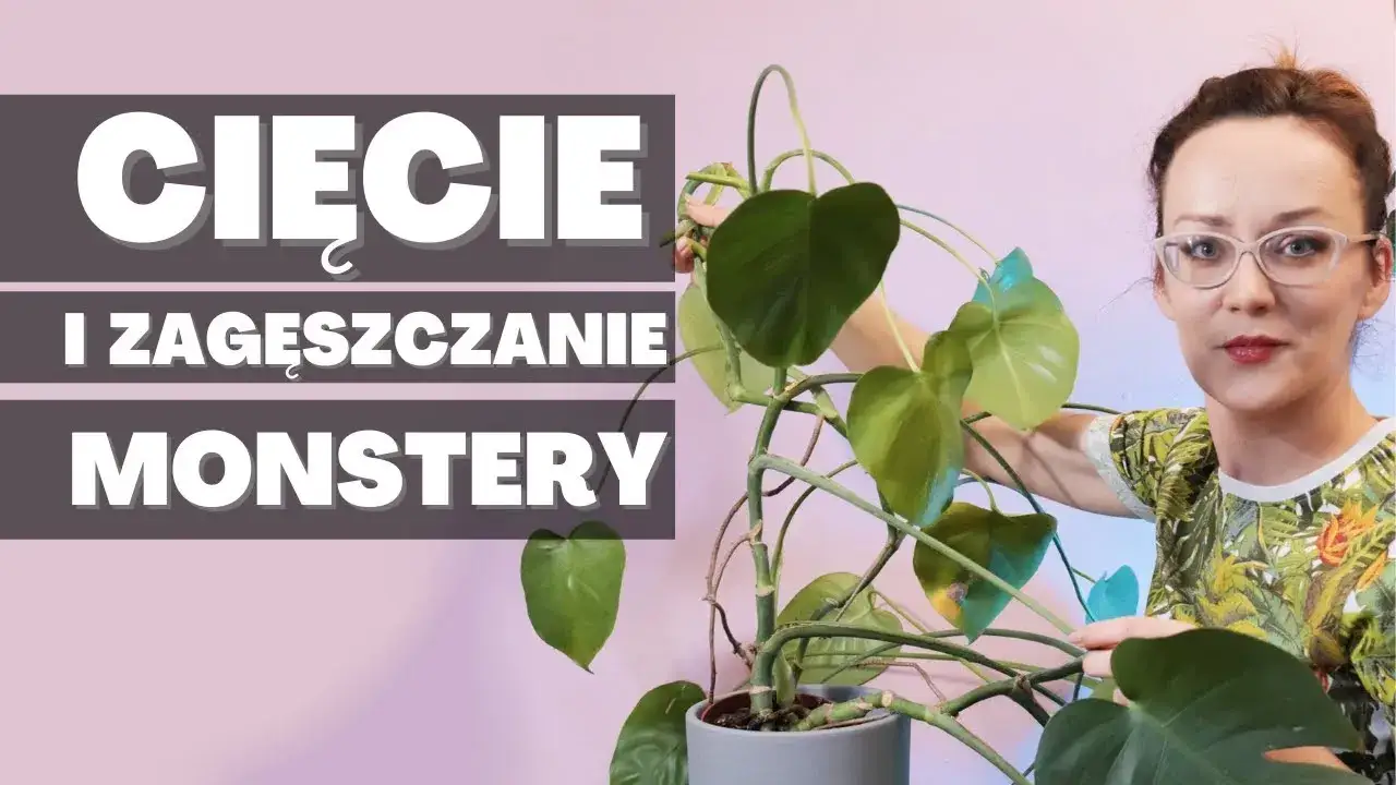 Monstera jak sadzić - unikaj najczęstszych błędów i ciesz się sukcesem