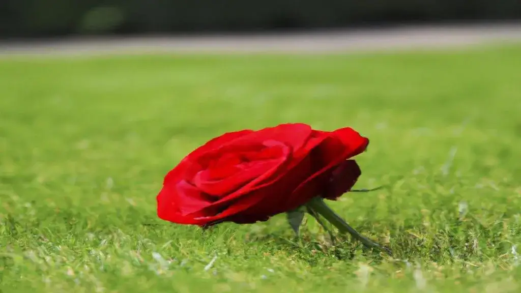 Tekst piosenki czekam na wiatr co rozgoni - pełne słowa i analiza