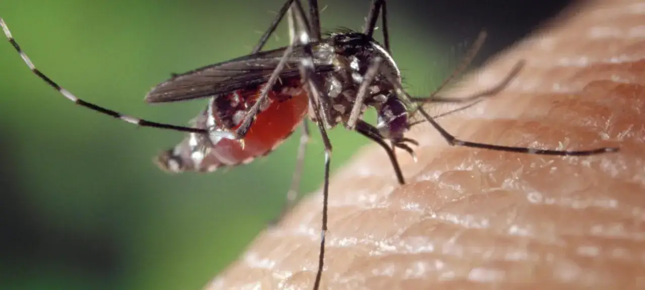 ¿Tienes Virus del Nilo? Reconoce los síntomas y cuándo acudir al médico