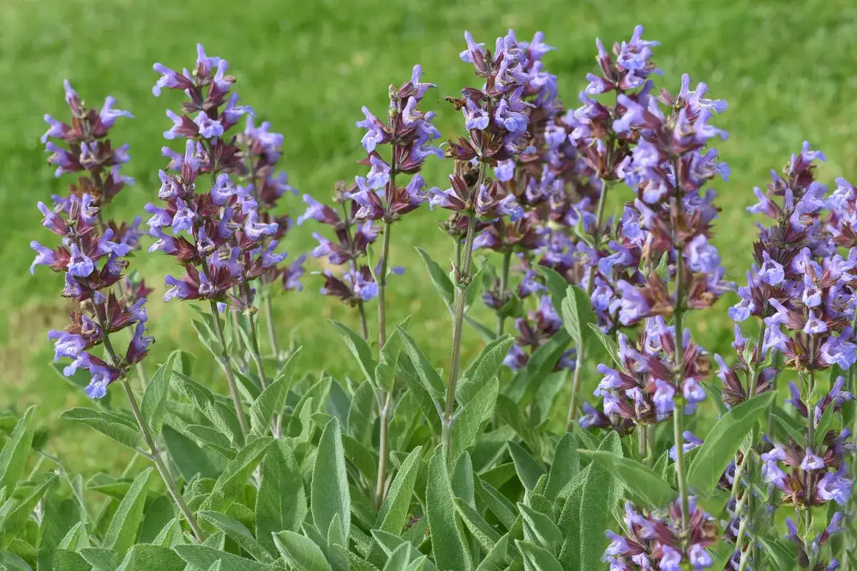 Biała szałwia uprawa - jak uprawiać tę roślinę w ogrodzie?
