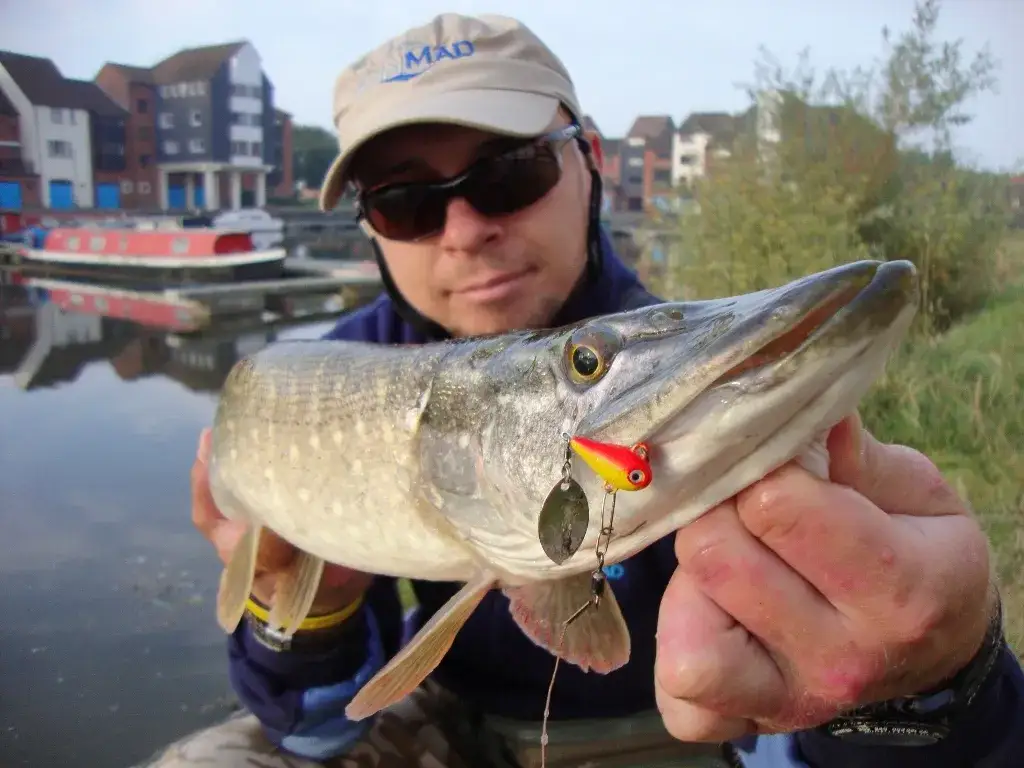 Skuteczność przynęty kogut: jak łowić więcej ryb drapieżnych