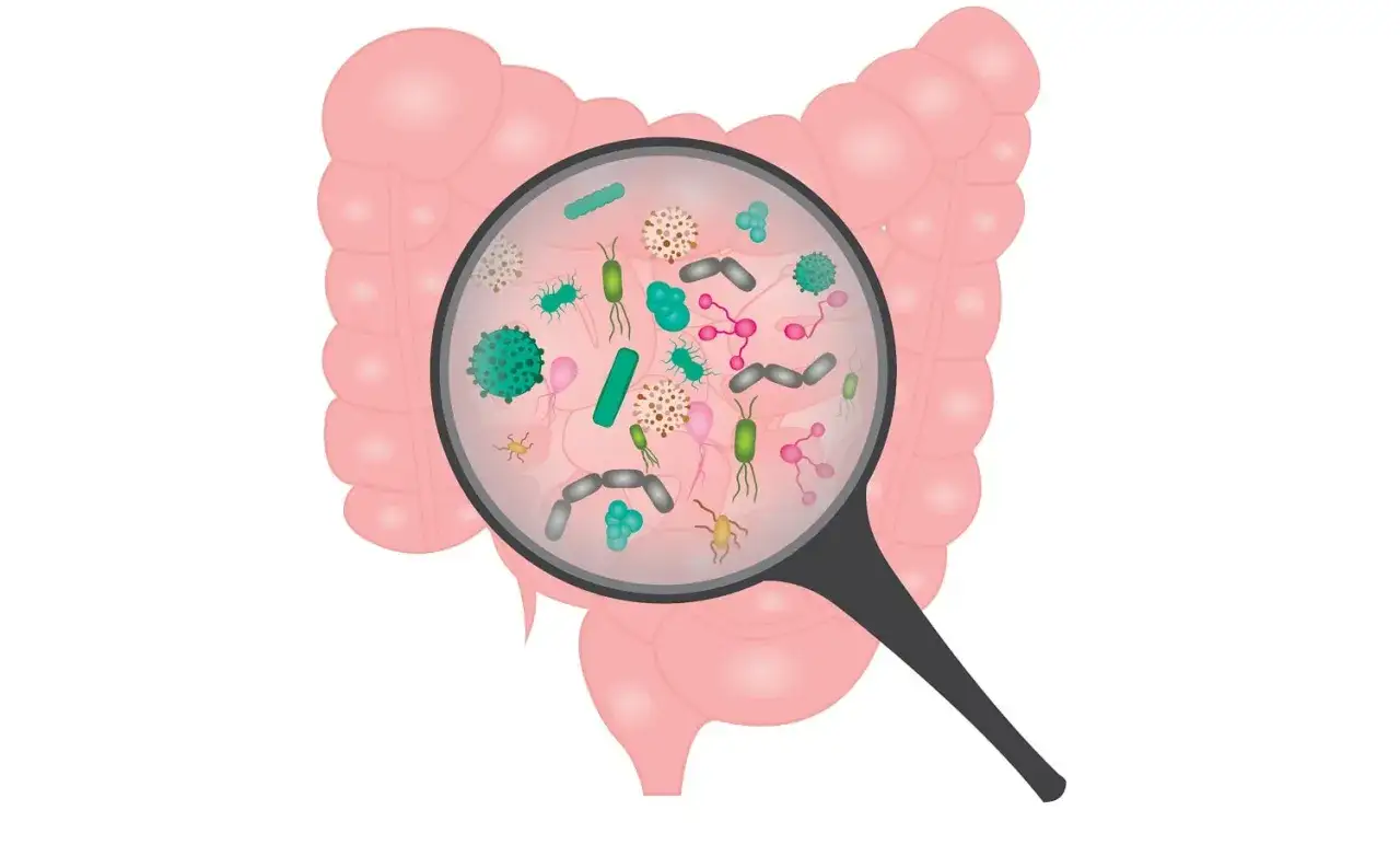 Mikroskop powiększa bakterie w jelitach, ilustrując problem SIBO.