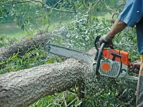 Jak uzyskać pozwolenie na wycięcie drzewa bez zbędnych formalności