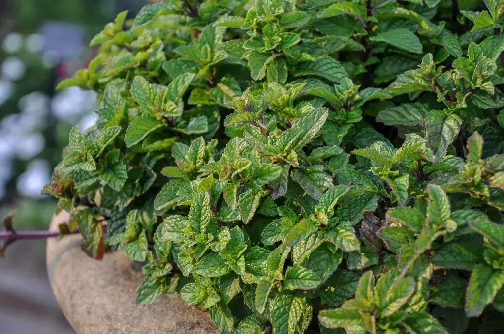 Mięta kiedy sadzić: unikaj błędów i sadź w idealnym czasie