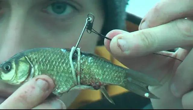 Jak założyć kulkę proteinową na haczyk, aby nie stracić ryby