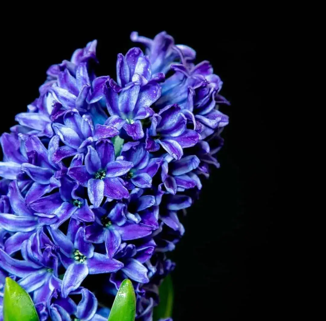 Kiedy sadzić hiacynt kalifornijski, aby uniknąć błędów w ogrodzie