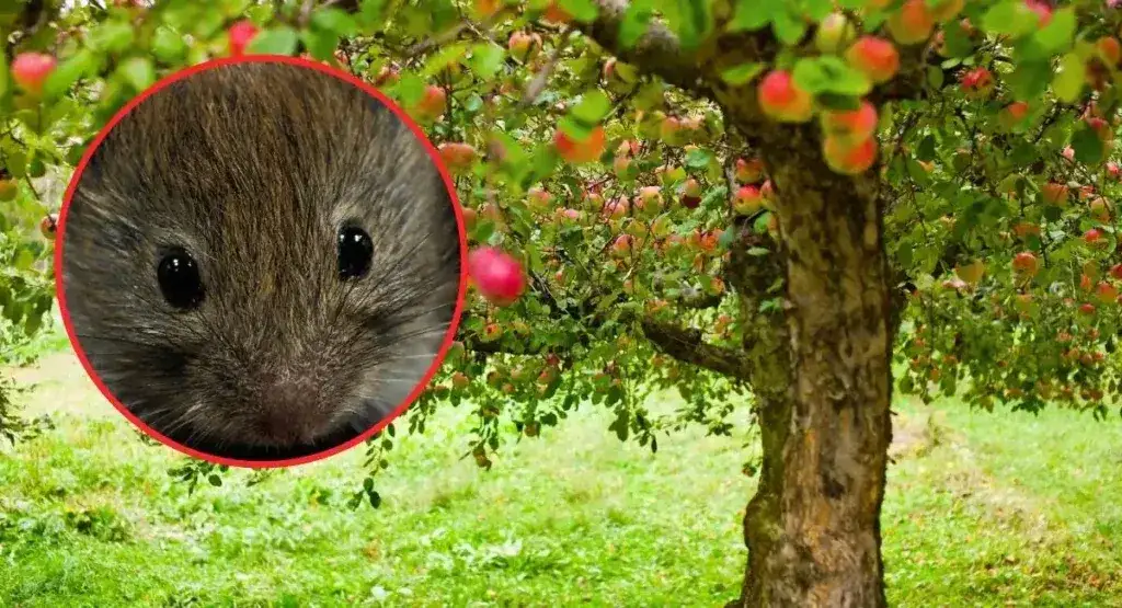 Jak pozbyć się nornic z ogrodu? Skuteczne metody, które naprawdę działają