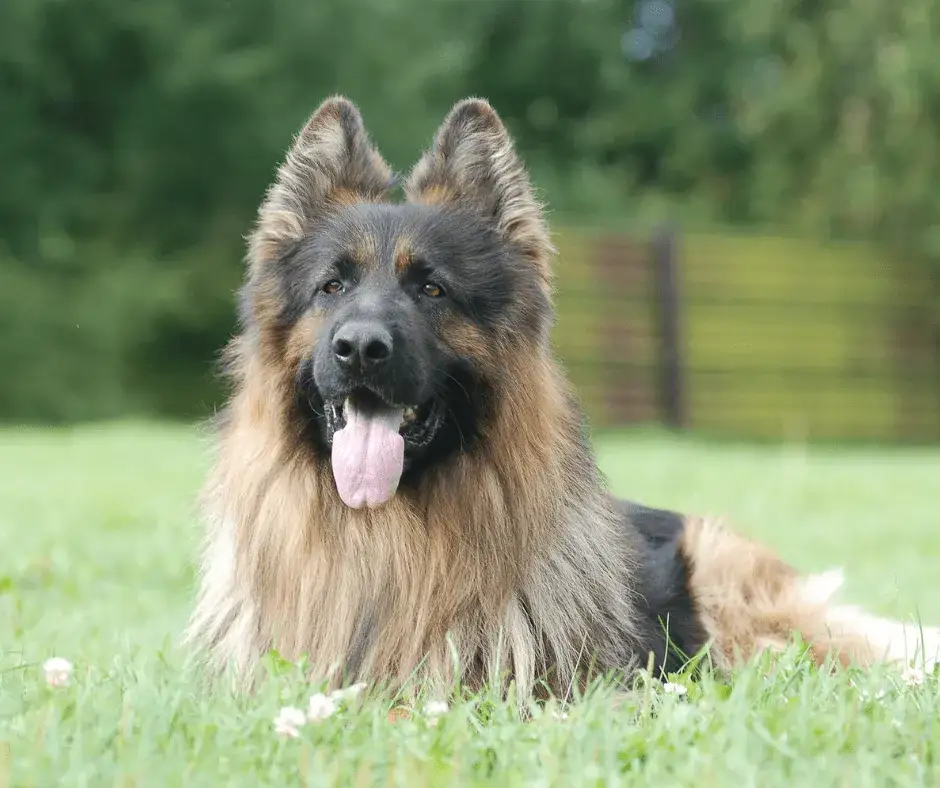 Ile waży dorosły owczarek niemiecki? Odkryj zaskakujące różnice!
