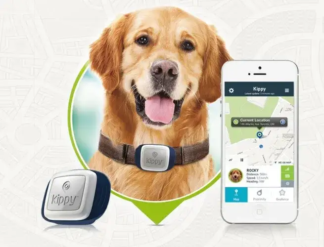 Jaki lokalizator dla psa wybrać, by uniknąć zaginięcia pupila?