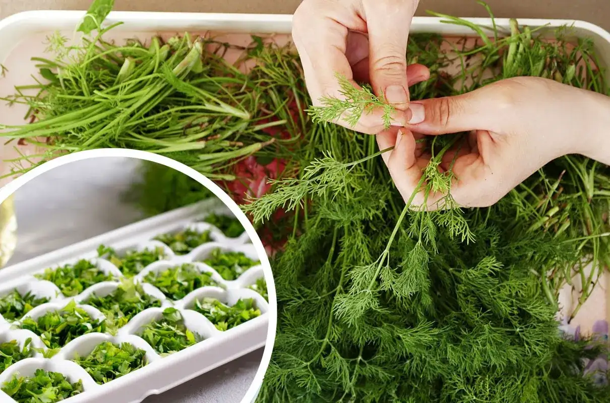 Dłonie przygotowują koperek do mrożenia. Widać tackę z ziołami w kostkach lodu, gotową do zamrożenia.
