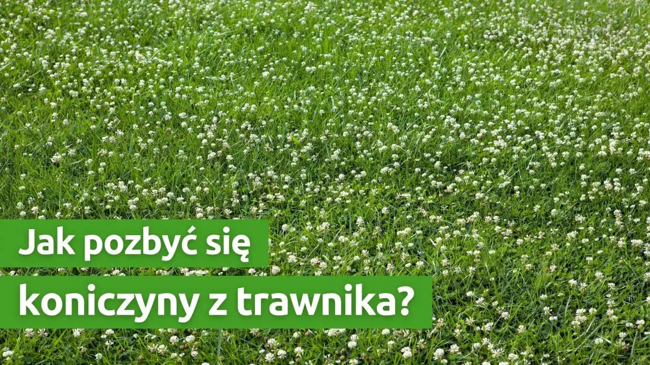 Czerwona koniczyna w trawniku: intruz czy sojusznik? Zwalczanie i prewencja