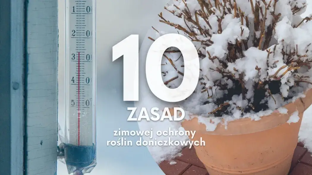 Jak zabezpieczyć kwiaty na parapecie zewnętrznym przed mrozem i wiatrem