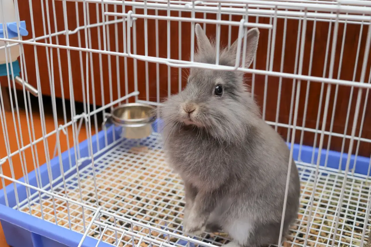 Czy królik może być sam w klatce? Sprawdź, co to oznacza dla jego zdrowia