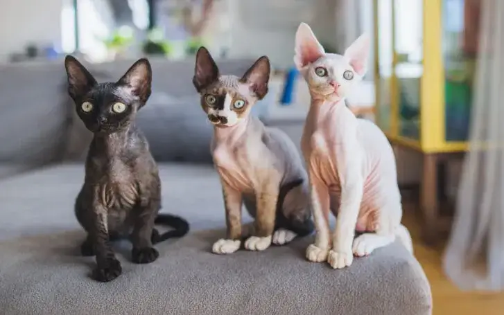 Devon rex liliowy – piękny kot o wyjątkowym kolorze i charakterze