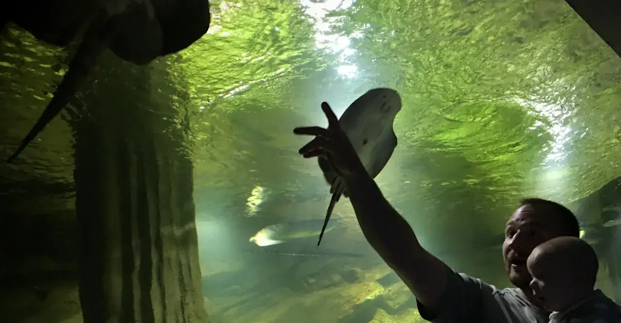 Ojciec z dzieckiem w restauracji oceanarium Międzyzdroje podziwiają płaszczkę.