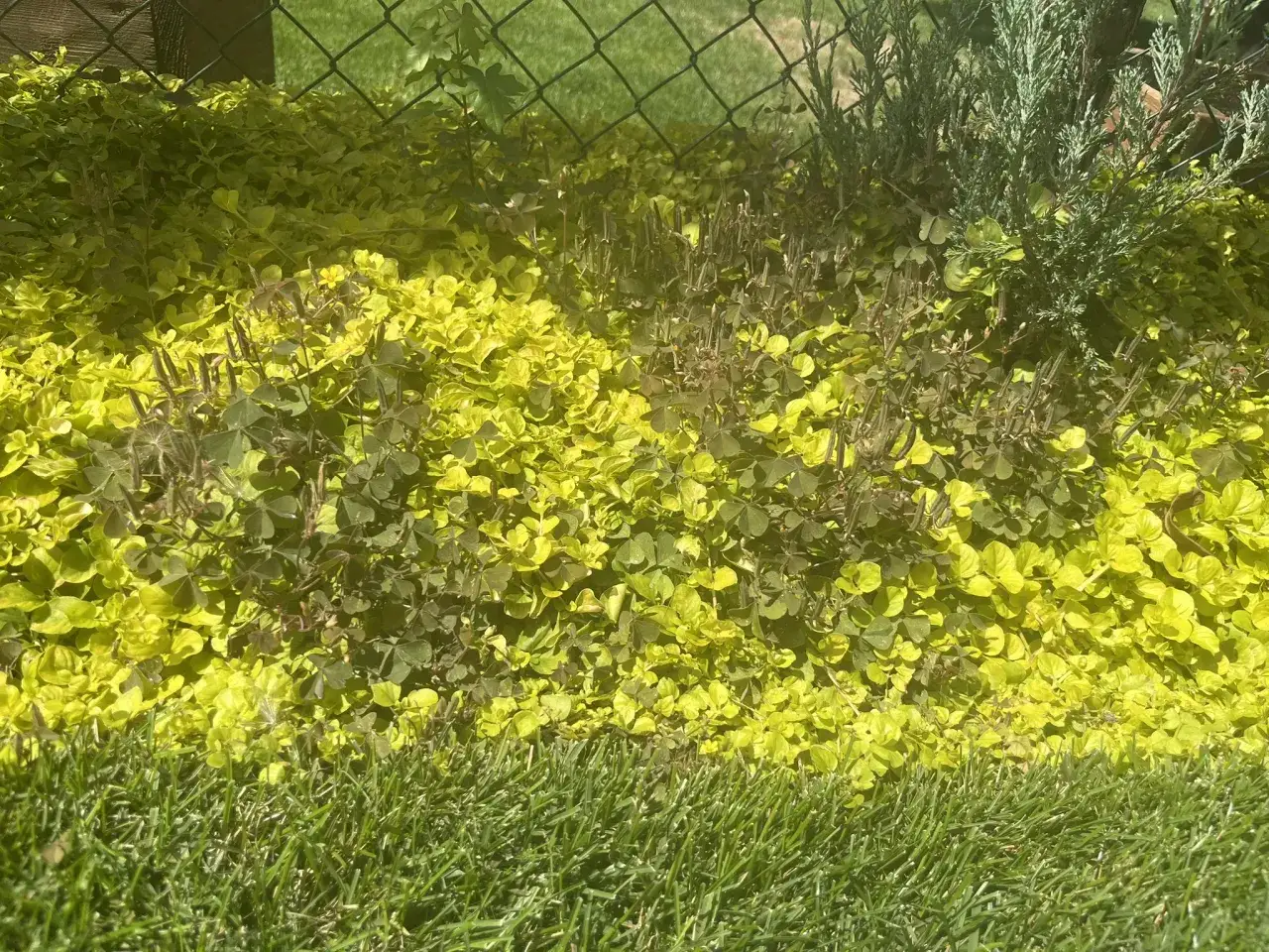 Myślę, że "Żółte chwasty w ogrodzie: Rozpoznaj, usuń i zapobiegaj raz na zawsze!" będzie idealnym meta tytułem.