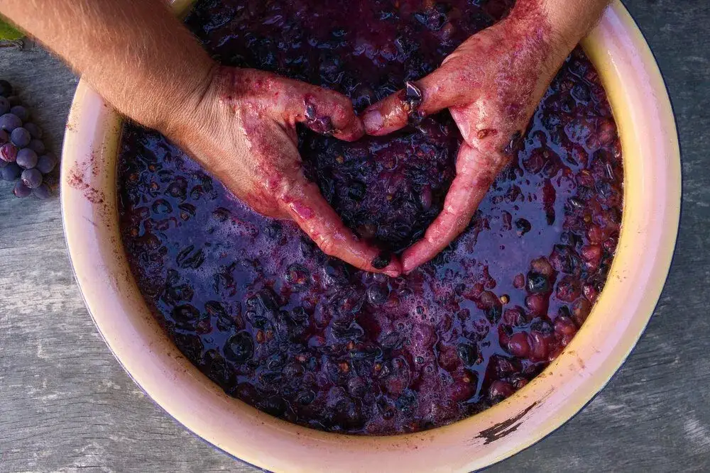 Jak się robi wino z winogrona - proste kroki do idealnego trunku