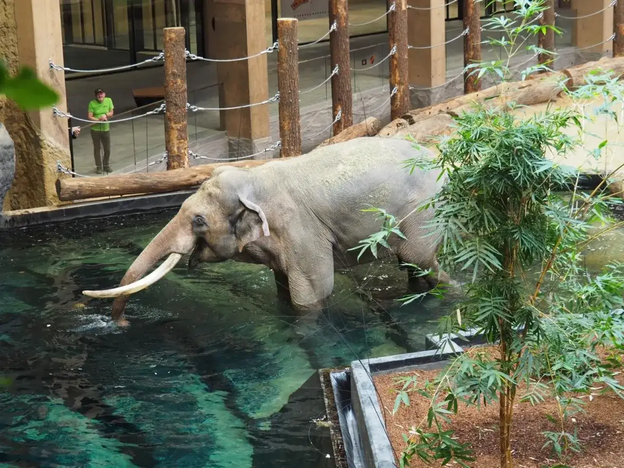 Orientarium ZOO Łódź: Cennik, godziny, rekiny i słonie