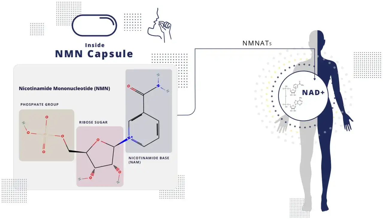 NMN suplemento: ¿Para qué sirve? Guía completa de beneficios