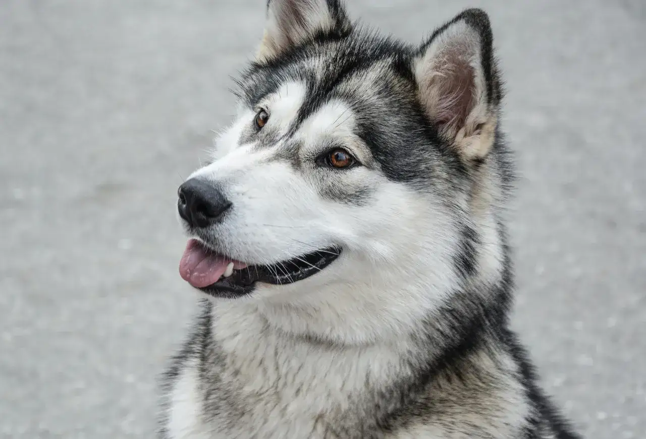 Piękny pies podobny do husky z brązowymi oczami i wyrazistą, czarno-białą sierścią, z językiem na wierzchu.