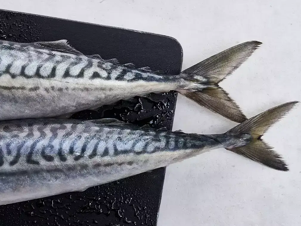 Czy makrela jest w Bałtyku? Odkryj jej sezonowe migracje i tajemnice