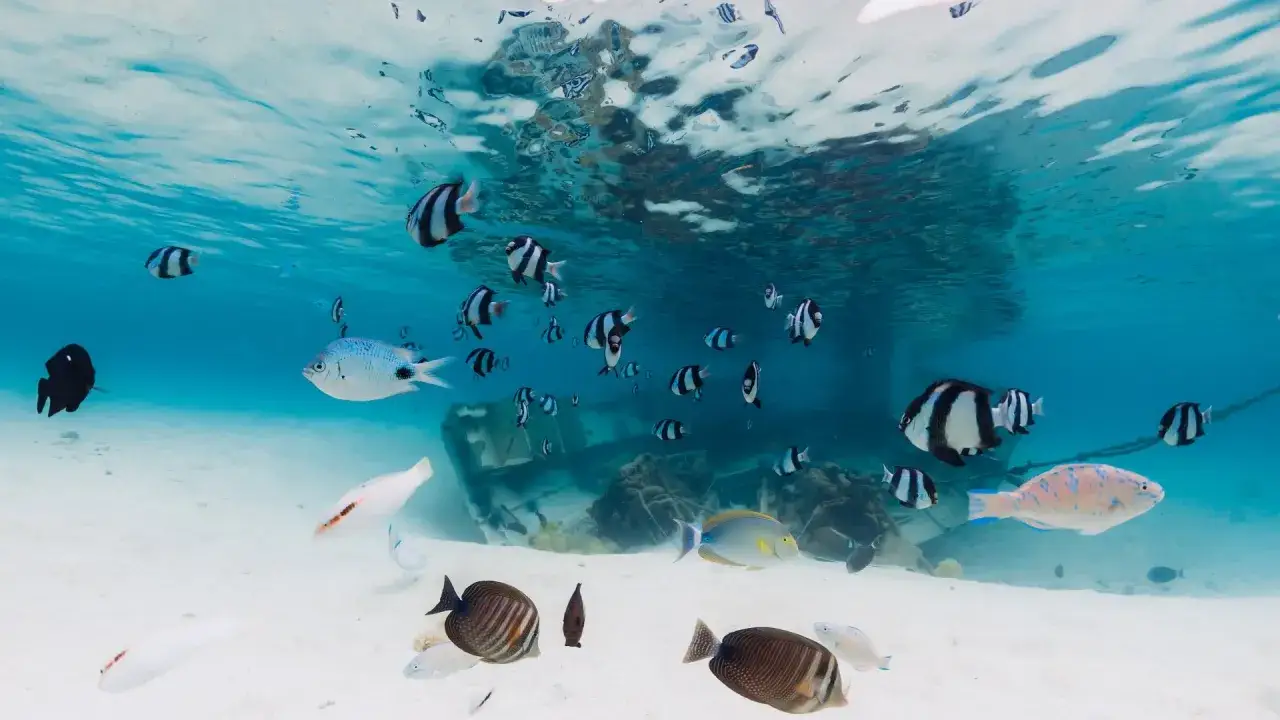 Podczas nurkowania na Mauritiusie, ławica kolorowych ryb pływa wokół wraku statku.