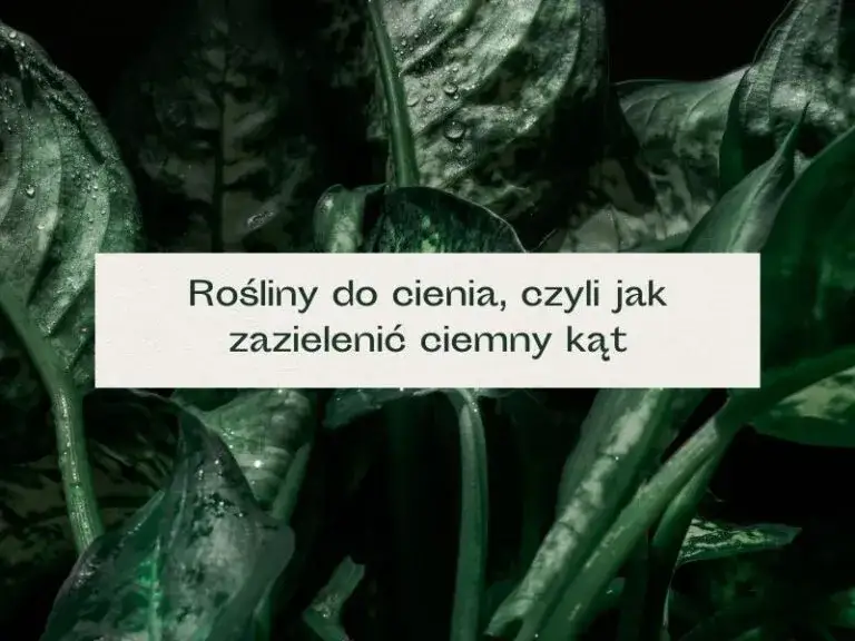 Rośliny do cienia: Zazieleń ciemne kąty! Porady Agnieszki K.
