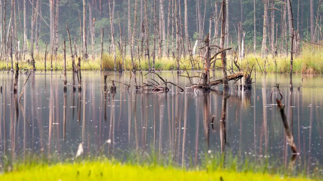Rezerwat przyrody Bagno Bocianowskie - tajemnice natury i unikalne atrakcje