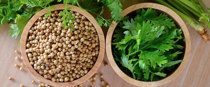 Kolendra - zastosowania w kuchni i zdrowotne korzyści, które zaskakują