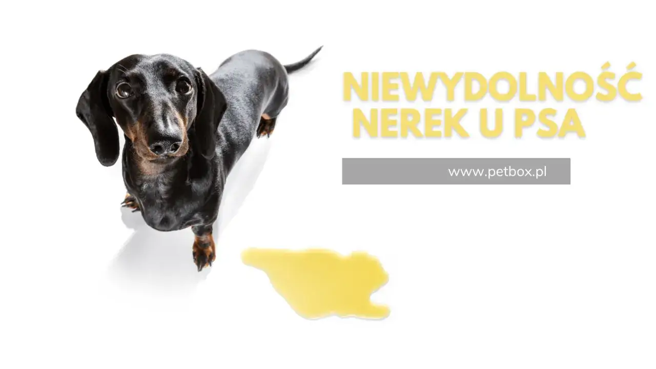 Dieta nerkowa psa: Klucz do komfortu i dłuższego życia