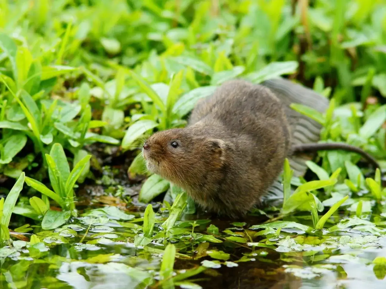 Mały, brązowy szczur wodny w zielonym, wilgotnym ogrodzie, wśród liści i wody.