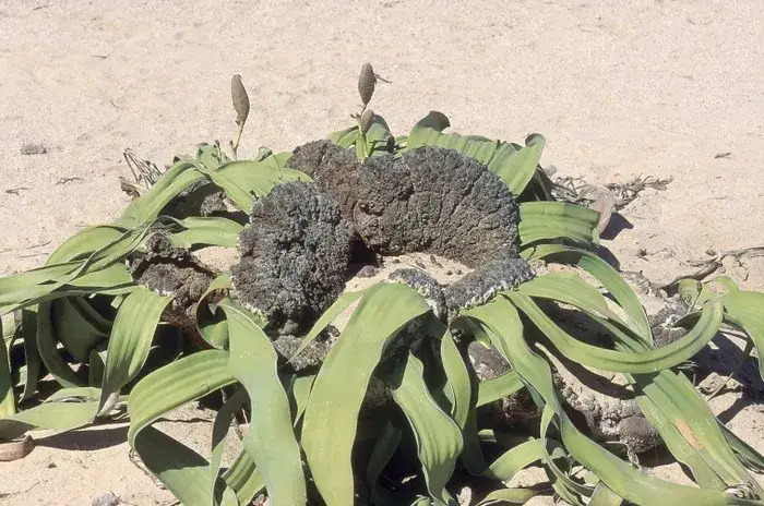 Jakie rośliny występują w Afryce? Odkryj niezwykłą różnorodność flory