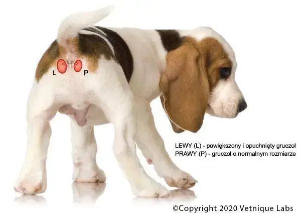 Czyste gruczoły u psa: Poradnik, jak pomóc pupilowi w domu?