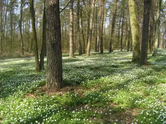 Rezerwat przyrody Czarny Las – unikalne atrakcje i dzika natura