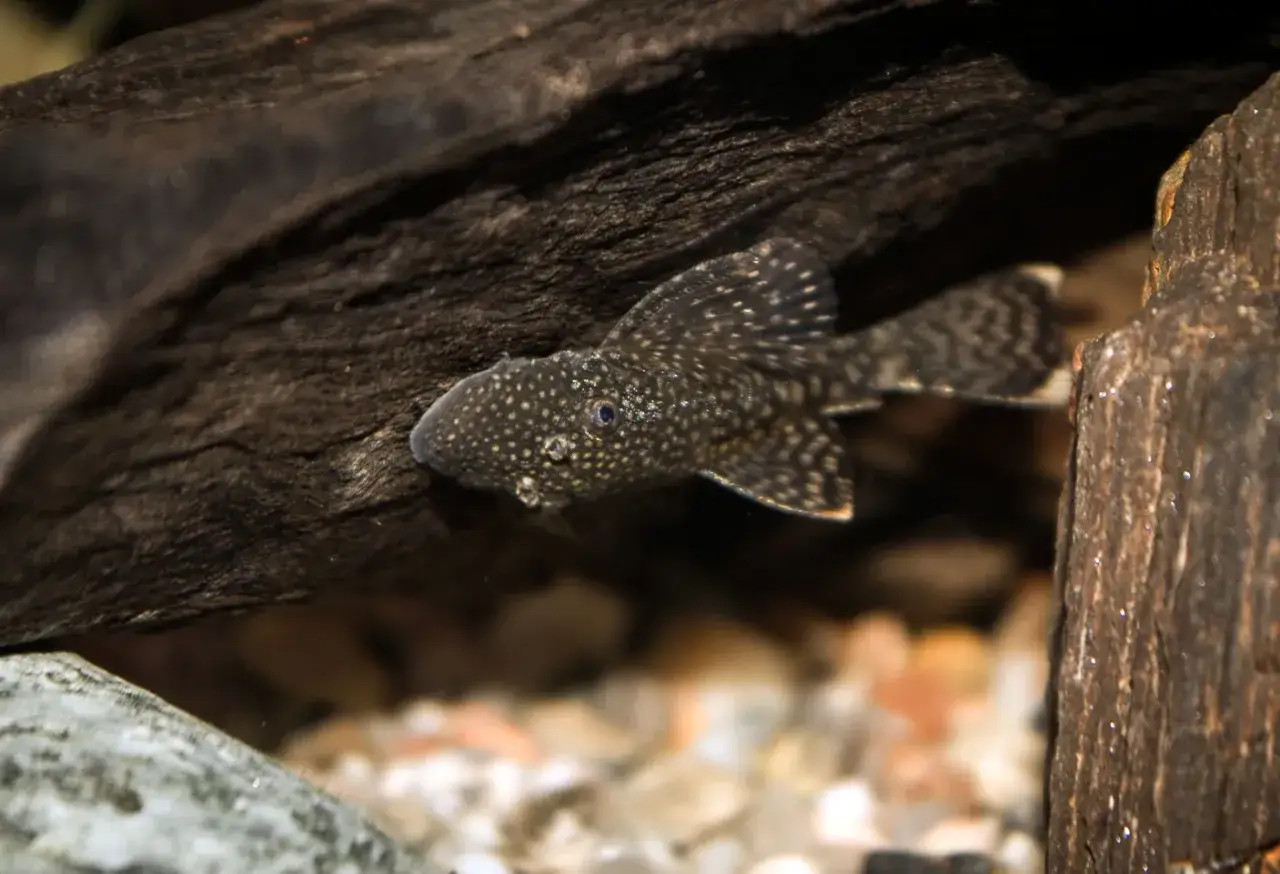 Glonojad w akwarium, przyczepiony do korzenia, z widocznym żwirem na dnie.