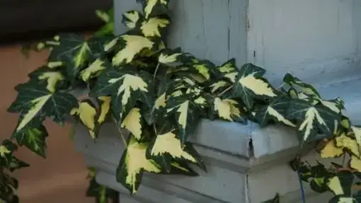 Kiedy sadzić bluszcz na ogrodzenie, aby uniknąć błędów i mrozów?