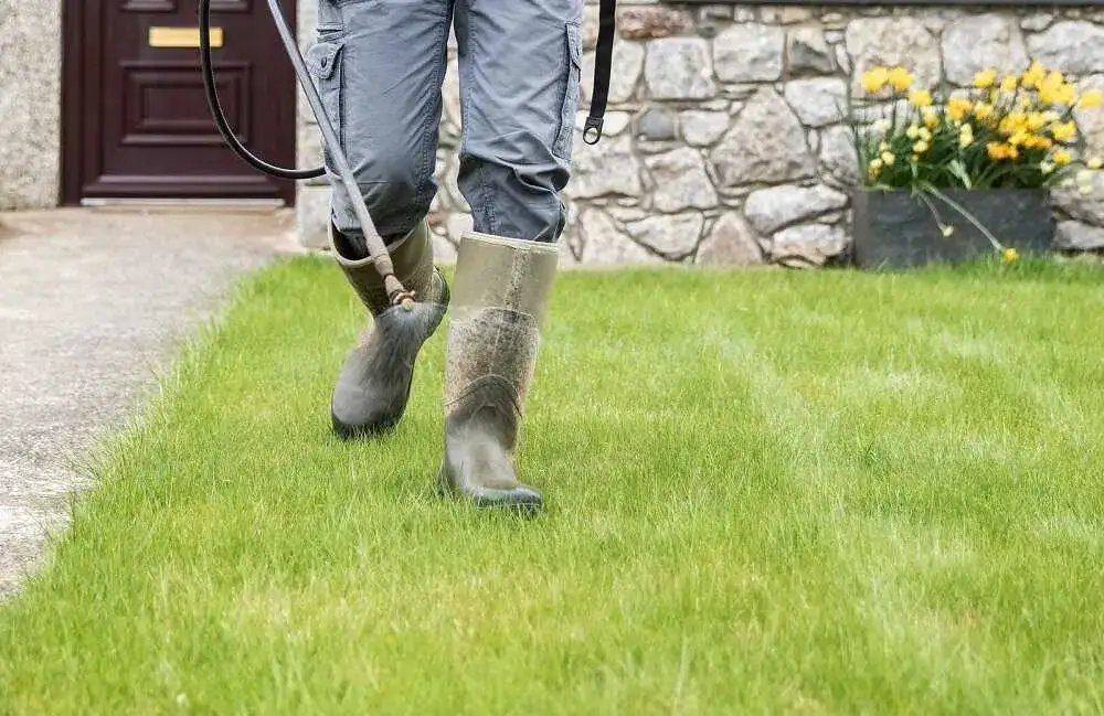 Jaki nawóz na szybki wzrost trawy? Odkryj skuteczne rozwiązania