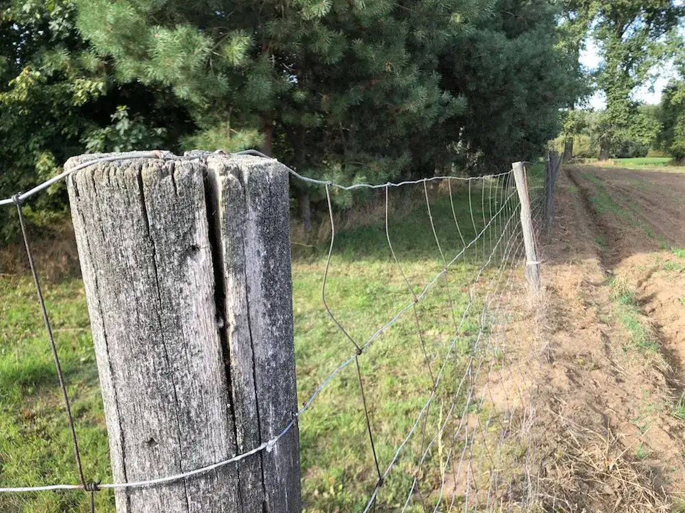 Jaka odległość sadzenia drzew od płotu sąsiada, aby uniknąć konfliktów?