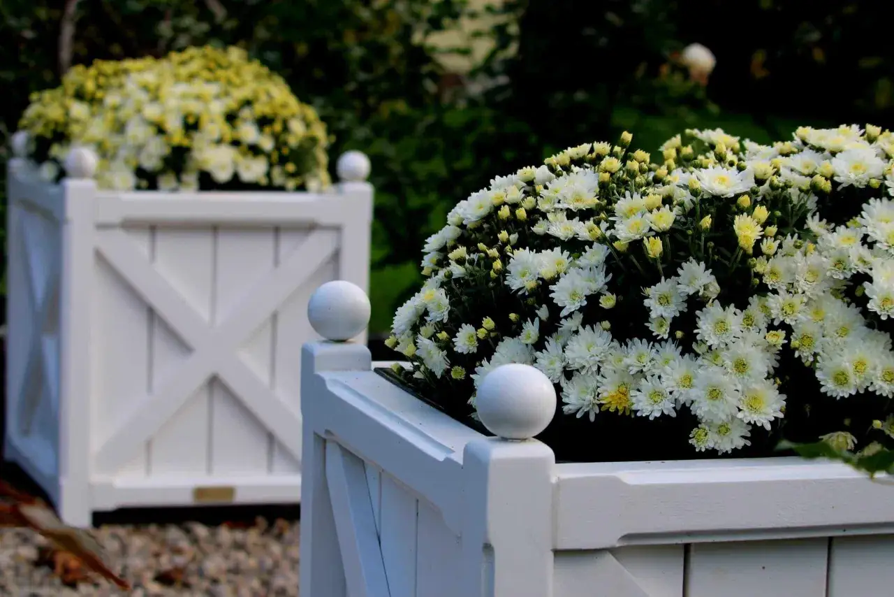 Białe kwiaty w białych skrzyniach ozdobnych, tworzące bujne kompozycje.