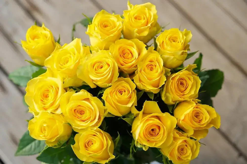 Żółte kwiaty: Radość, przyjaźń czy zazdrość? Rozwiej wątpliwości