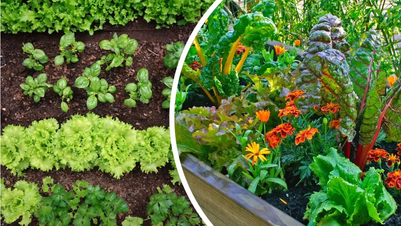 Ogród od zera: Co sadzić, by cieszyć się plonami i kwiatami?