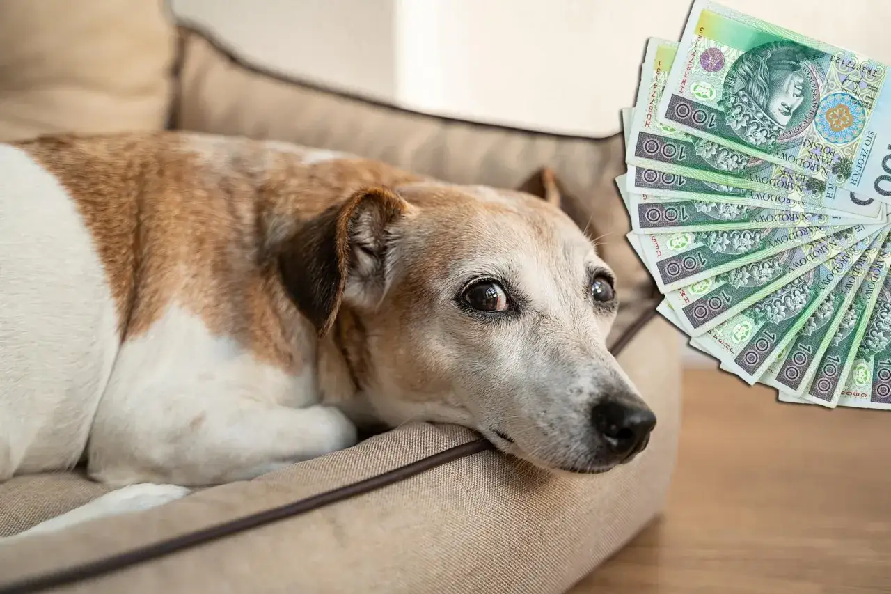 Koszty eutanazji psa: Od 100 zł do 1500 zł co wybrać?