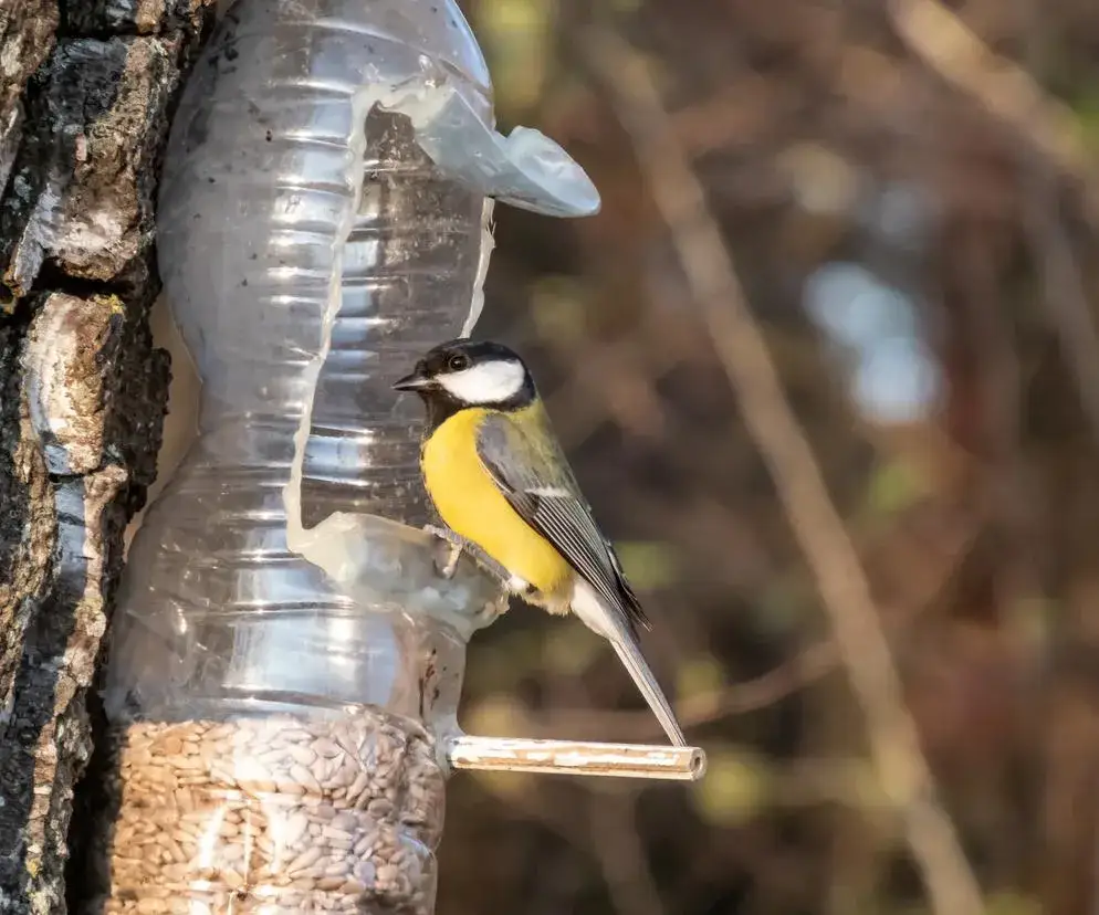 Jak zrobić karmnik dla ptaków z butelki – proste i tanie rozwiązanie
