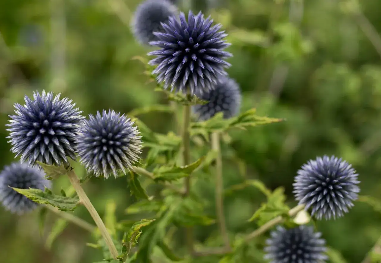Jak suszyć kwiaty? Poradnik: zachowaj ich piękno na lata!