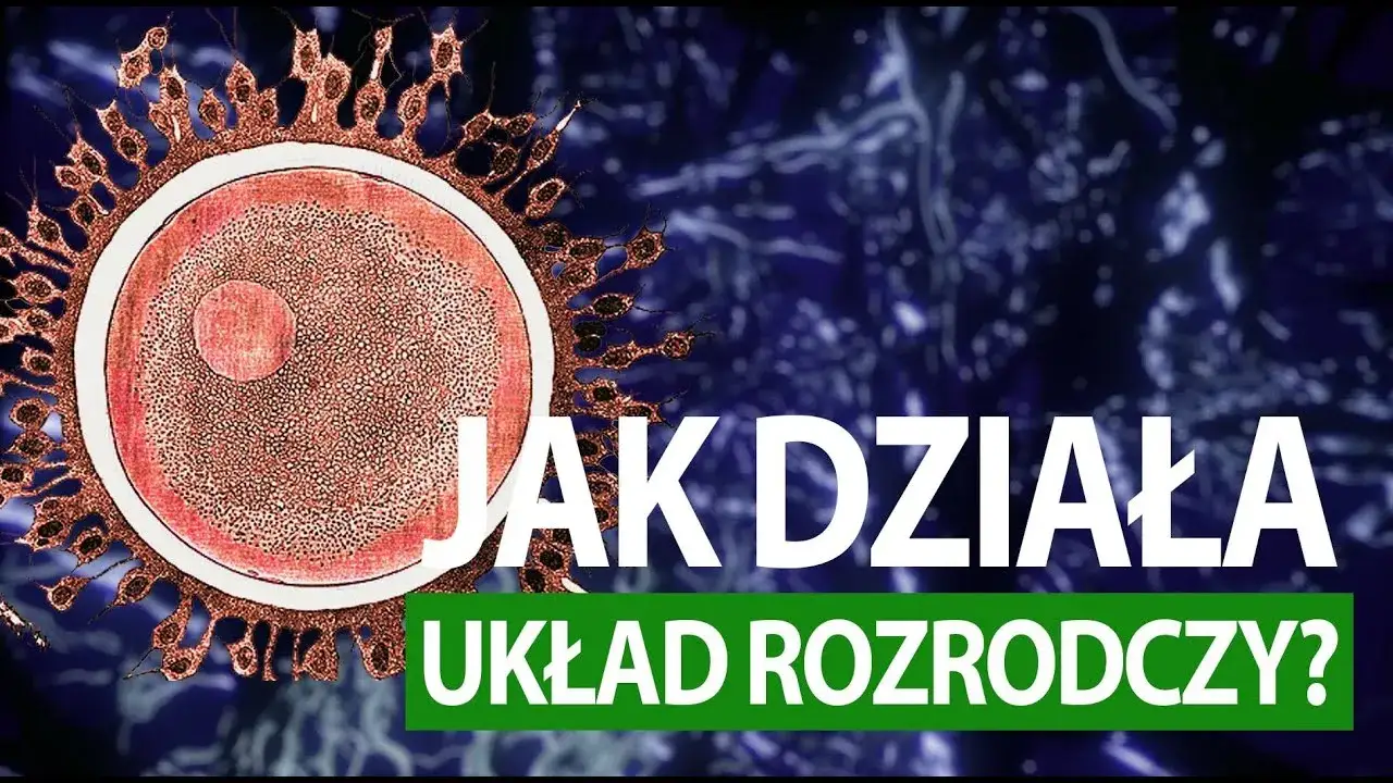 Jak rozmnażają się ludzie? Odkryj sekrety ludzkiej reprodukcji
