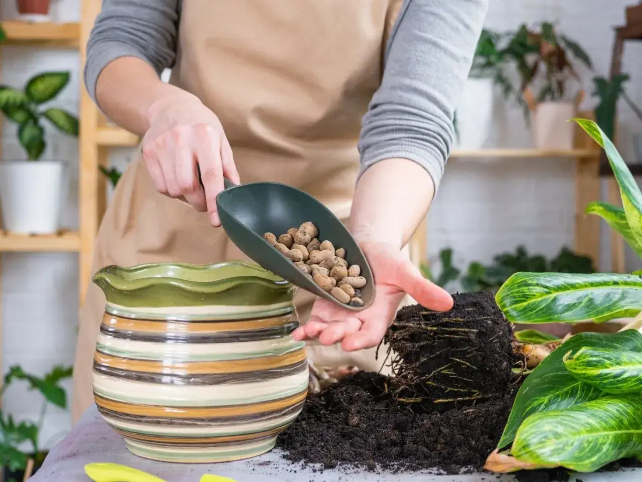 Osoba w fartuchu pokazuje, jak stosować keramzyt do kwiatów, wsypując go do ozdobnej doniczki.