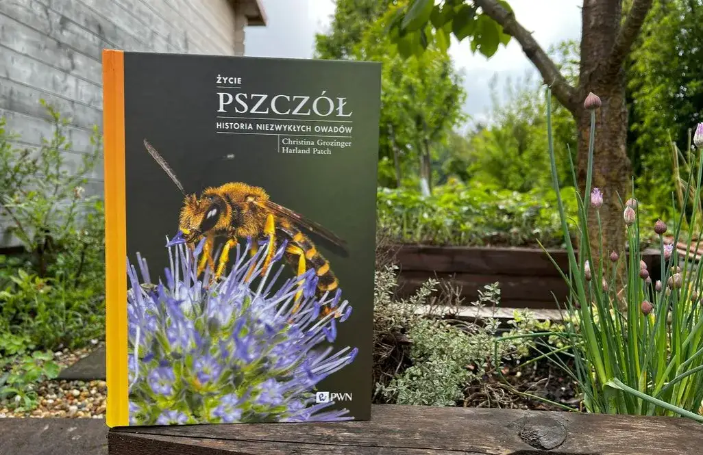 Honey co to znaczy po polsku - poznaj znaczenie i kontekst tego słowa