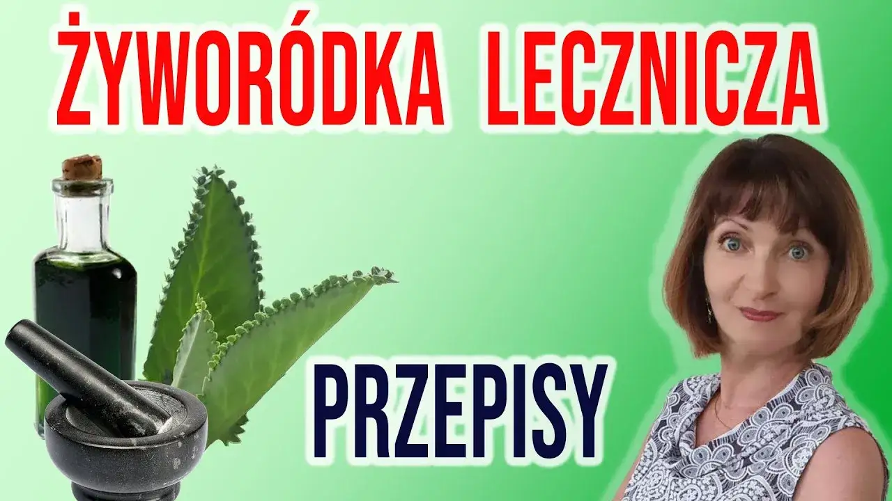 Jak zrobić nalewkę z żyworódki? Kompletny przewodnik krok po kroku