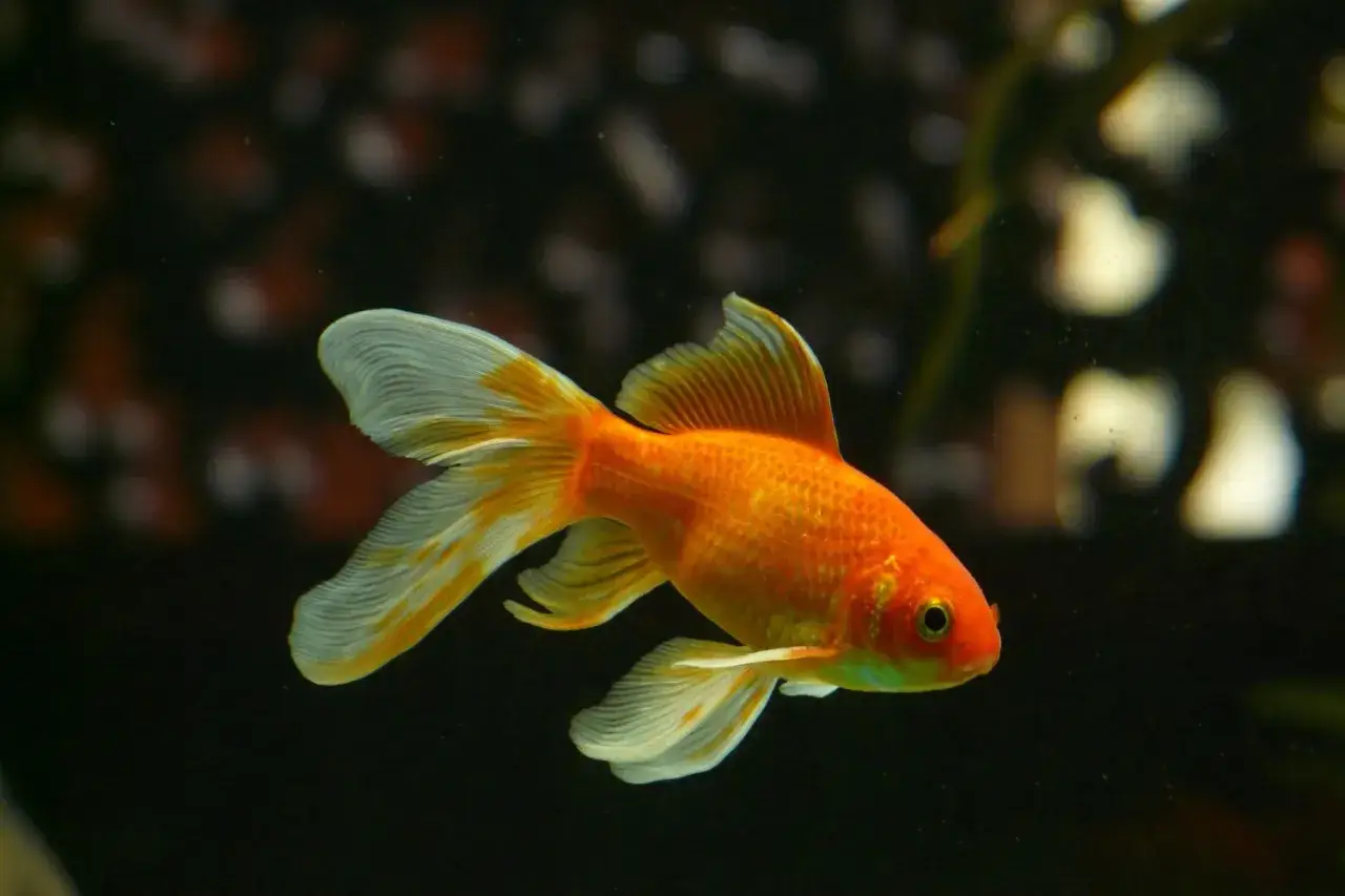 Kto hoduje złote rybki? Jak kupić zdrową i szczęśliwą?