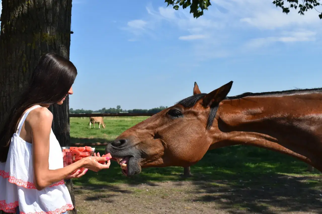 Stadnina Koni Andrzejewo: Wszystko o jazdach, cenach i dojeździe